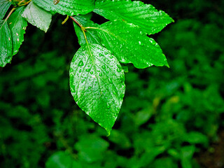 green leaf with water drops