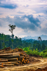 Deforested Area with Log Piles and Distant Lush Forest