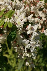 Flowers of Black Locust tree, latin name Robinia Pseudoacacia, sunbathing in spring daylight sunshine. 