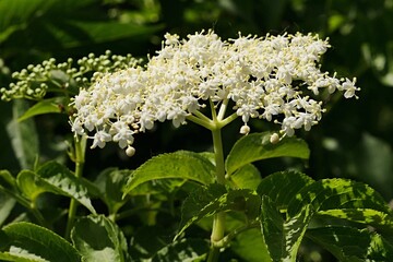White flower cluster (called corymb) of Black Elder plant, also called Black Elderberry, latin name...