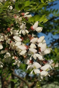 Papilionaceous flowers of Black Locust tree, latin name Robinia Pseudoacacia, sunbathing in spring daylight sunshine. 