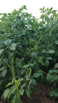 Cyamopsis tetragonoloba, right pan shot of cluster beans vegtable plant