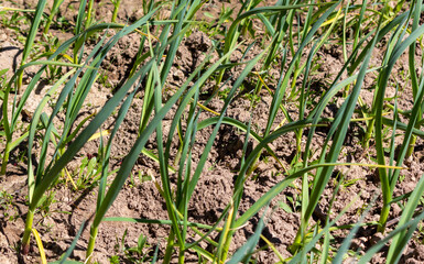 Green garlic growing in the ground in spring early in the morning, close-up. Selective focus.