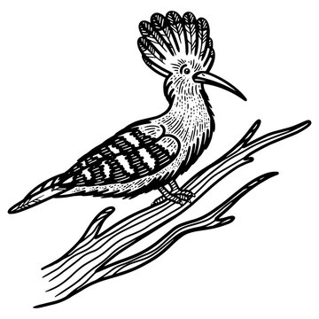 recommend clip art: Eurasian hoopoe bird sketch engraving PNG illustration. T-shirt apparel print design. Scratch board imitation. Black and white hand drawn image.