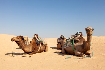 serene desert scene with four camels resting on the sand