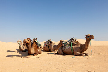 serene desert scene with four camels resting on the sand