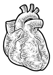 anatomical human heart sketch engraving PNG illustration. T-shirt apparel print design. Scratch board imitation. Black and white hand drawn image.