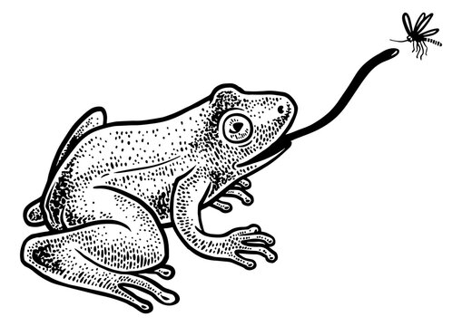 frog catches mosquito by tongue sketch engraving PNG illustration. T-shirt apparel print design. Scratch board imitation. Black and white hand drawn image.