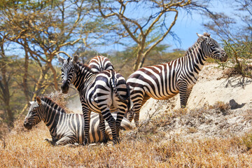 Obraz premium Plains zebras