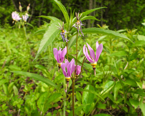 Fototapeta premium Dodecatheon meadia - Prairie Shooting Star - Native North American Wildflower