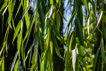 Weeping Golden Willow, is the most popular and widely grown weeping tree in the warm temperate...