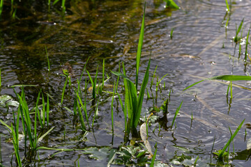 Phragmites australis at the water's edge. Spring young shoots in the water