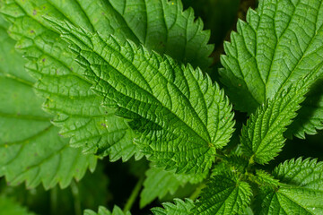 Photo of a plant nettle. Nettle with fluffy green leaves. Background Plant nettle grows in the ground. Plant