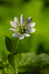 common chickweed, Stellaria media, white bloom with green blurred background