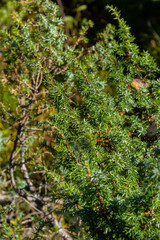Juniperus communis, the common juniper, is a species of conifer in the family Cupressaceae. branches of common juniper Juniperus communis on a green blurred bokeh background