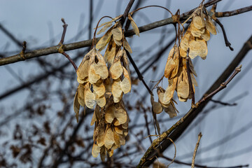 Dry maple seeds hanging on a branch in the autumn season
