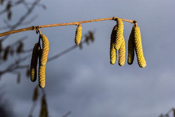 Common hazel Corylus avellana, in the spring blooms in the forest