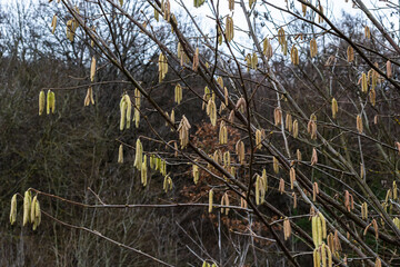 Common hazel Corylus avellana, in the spring blooms in the forest