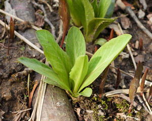 Dodecatheon meadia - Prairie Shooting Star - Native North American Wildflower