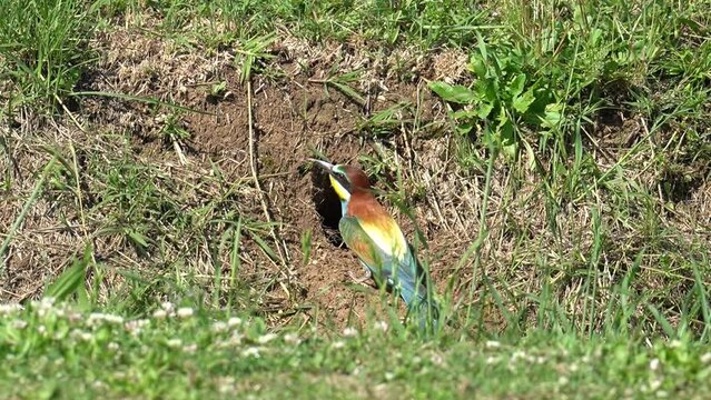 europeanbee-eater busy building its nest, Merops apiaster; Meropidae