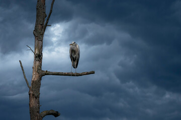 Graureiher auf Baum bei Gewitterstimmung