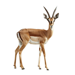 A giraffe stands in front of a plain Png background, a gazelle isolated on transparent background