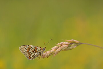 una farfalla melitaea phoebe in primavera