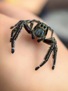 Hyllus diardi jumping spider family Salticidae, jump spider. Hyllus diardi male spiders, animal arachnid group of spiders that constitute the family jumping web spider.