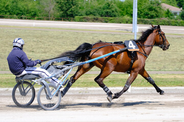 Racing horses trots and rider on a track of stadium. Competitions for trotting horse racing. Horses compete in harness racing. Horse runing at the track with rider.
