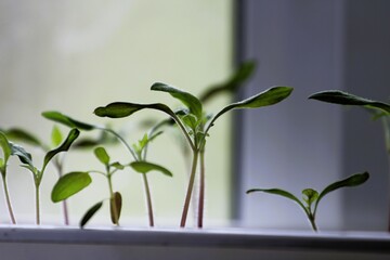 some beautiful tomato seedlings close-up on a blurred background of daylight