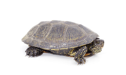 One beautiful turtle.