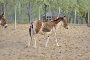 Animals - traditionally (since Aristotle) distinguished category of organisms, currently considered as a biological kingdom. Animals are the main object of study of zoology