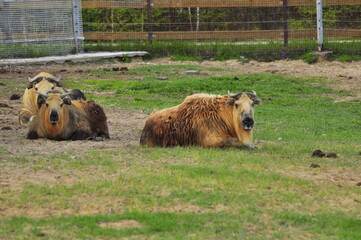 Animals - traditionally (since Aristotle) distinguished category of organisms, currently considered as a biological kingdom. Animals are the main object of study of zoology