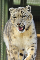 Obraz premium Animals - traditionally (since Aristotle) distinguished category of organisms, currently considered as a biological kingdom. Animals are the main object of study of zoology