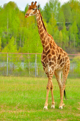 Animals - traditionally (since Aristotle) distinguished category of organisms, currently considered as a biological kingdom. Animals are the main object of study of zoology