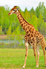 Animals - traditionally (since Aristotle) distinguished category of organisms, currently considered as a biological kingdom. Animals are the main object of study of zoology