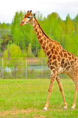 Animals - traditionally (since Aristotle) distinguished category of organisms, currently considered as a biological kingdom. Animals are the main object of study of zoology