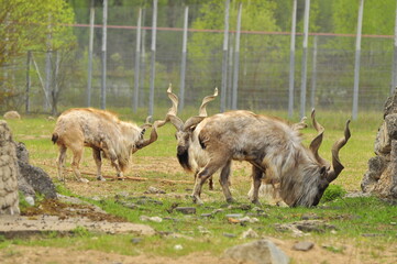 Fototapeta premium Animals - traditionally (since Aristotle) distinguished category of organisms, currently considered as a biological kingdom. Animals are the main object of study of zoology