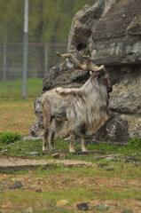 Animals - traditionally (since Aristotle) distinguished category of organisms, currently considered as a biological kingdom. Animals are the main object of study of zoology.