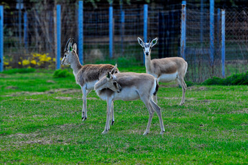 Animals - traditionally (since Aristotle) distinguished category of organisms, currently considered as a biological kingdom. Animals are the main object of study of zoology.