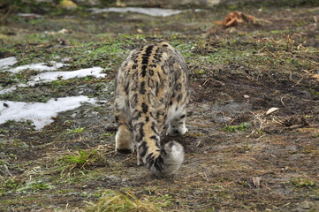 Animals - traditionally (since Aristotle) distinguished category of organisms, currently considered as a biological kingdom. Animals are the main object of study of zoology.