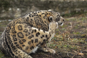 Animals - traditionally (since Aristotle) distinguished category of organisms, currently considered as a biological kingdom. Animals are the main object of study of zoology.