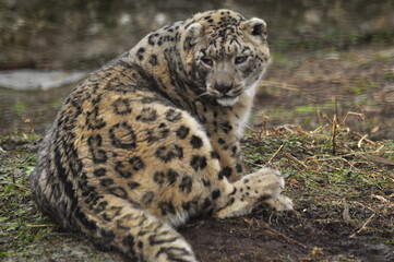 Animals - traditionally (since Aristotle) distinguished category of organisms, currently considered as a biological kingdom. Animals are the main object of study of zoology.