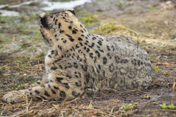 Animals - traditionally (since Aristotle) distinguished category of organisms, currently considered as a biological kingdom. Animals are the main object of study of zoology.