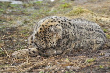 Animals - traditionally (since Aristotle) distinguished category of organisms, currently considered as a biological kingdom. Animals are the main object of study of zoology.