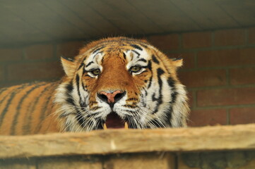 Animals - traditionally (since Aristotle) distinguished category of organisms, currently considered as a biological kingdom. Animals are the main object of study of zoology.