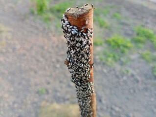 Many insects on a stick stuck in the ground in the garden. Many small winged ants and small flies.