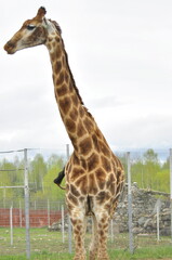 Animals - traditionally (since Aristotle) distinguished category of organisms, currently considered as a biological kingdom. Animals are the main object of study of zoology.