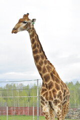 Animals - traditionally (since Aristotle) distinguished category of organisms, currently considered as a biological kingdom. Animals are the main object of study of zoology.