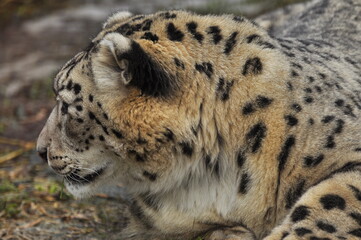 Animals - traditionally (since Aristotle) distinguished category of organisms, currently considered as a biological kingdom. Animals are the main object of study of zoology.